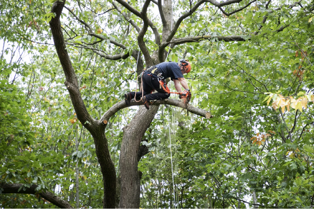 ECHO - DCS-2500T (bez baterie a nabíječky)